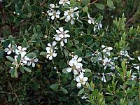 FLORE (25).JPG